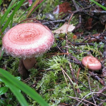 How to distinguish a wave from a breast and a saffron milk cap?