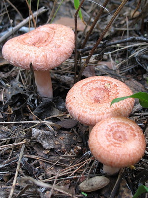 How to distinguish a wave from a breast and a saffron milk cap?