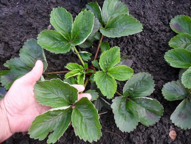 How to distinguish between male and female strawberry bushes