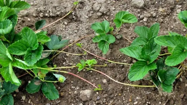 How to distinguish between male and female strawberry bushes