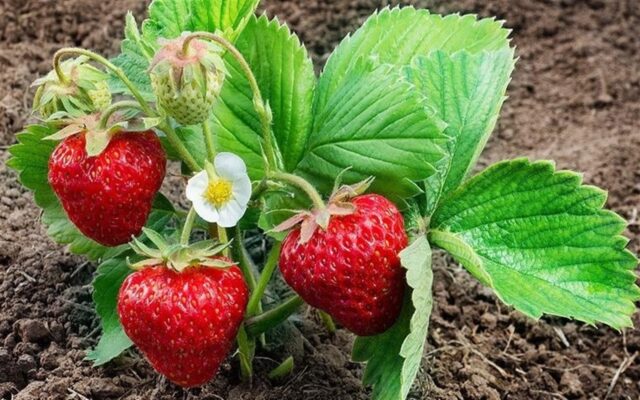 How to distinguish between male and female strawberry bushes