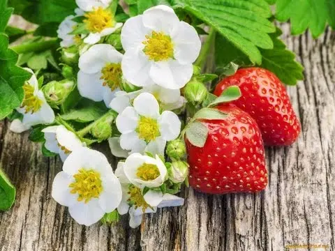 How to distinguish between male and female strawberry bushes