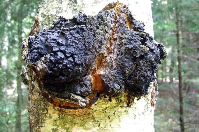 How to distinguish chaga from tinder fungus: what is the difference