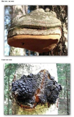 How to distinguish chaga from tinder fungus: what is the difference