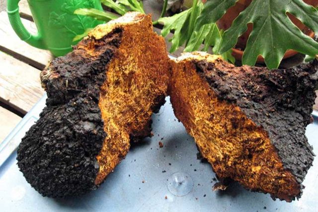 How to distinguish chaga from tinder fungus: what is the difference