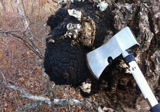 How to distinguish chaga from tinder fungus: what is the difference