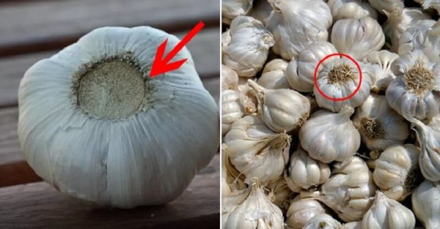 How to distinguish Chinese garlic from domestic