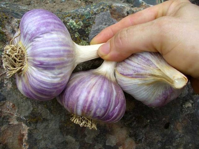 How to distinguish Chinese garlic from domestic