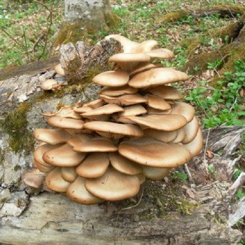 How to distinguish false forest oyster mushrooms from edible ones