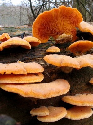 How to distinguish false forest oyster mushrooms from edible ones