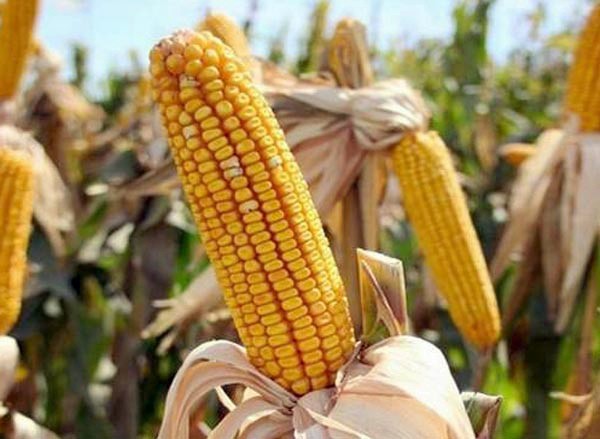 How to distinguish fodder corn from food corn in appearance