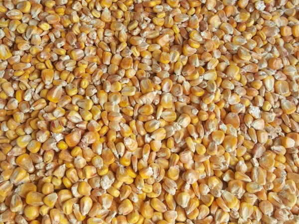 How to distinguish fodder corn from food corn in appearance