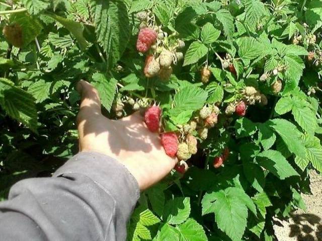 How to distinguish remontant raspberries from ordinary