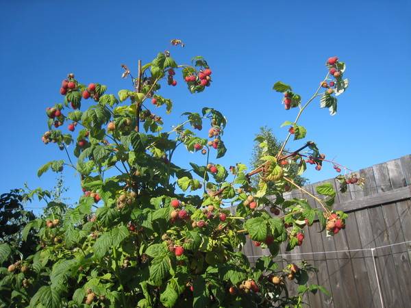 How to distinguish remontant raspberries from ordinary