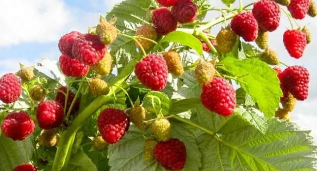 How to distinguish remontant raspberries from ordinary