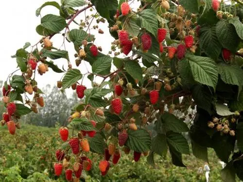 How to distinguish remontant raspberries from ordinary