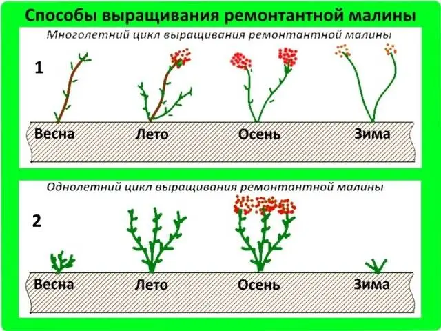 How to distinguish remontant raspberries from ordinary