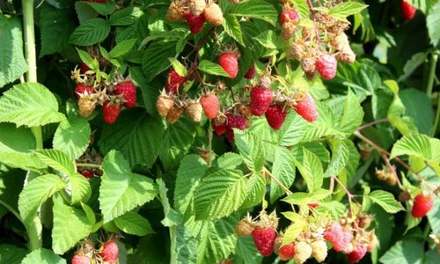 How to distinguish remontant raspberries from ordinary