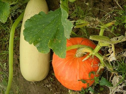 How to distinguish seedlings of zucchini from seedlings of pumpkin