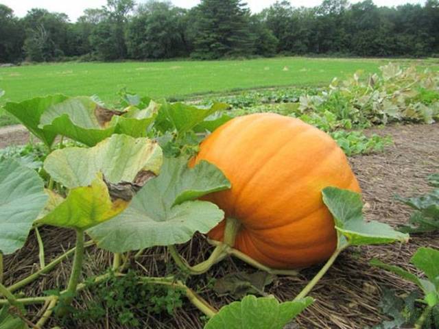 How to distinguish seedlings of zucchini from seedlings of pumpkin