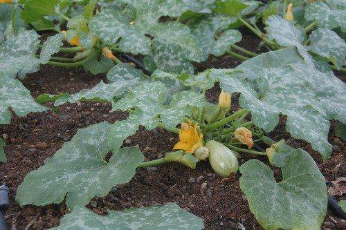 How to distinguish seedlings of zucchini from seedlings of pumpkin