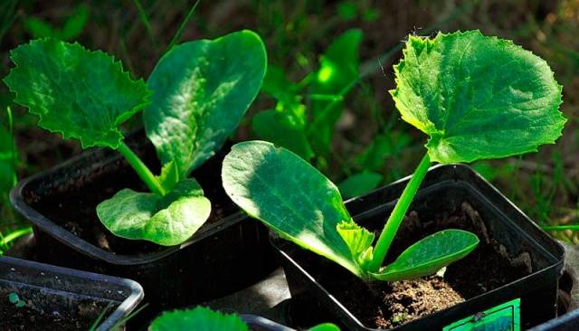 How to distinguish seedlings of zucchini from seedlings of pumpkin