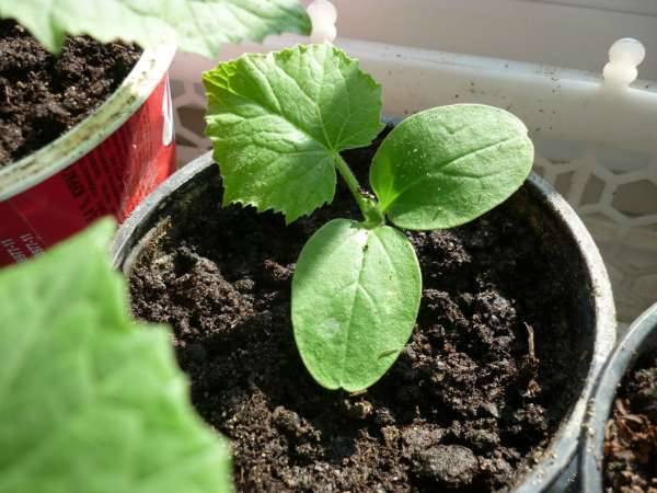 How to distinguish seedlings of zucchini from seedlings of pumpkin