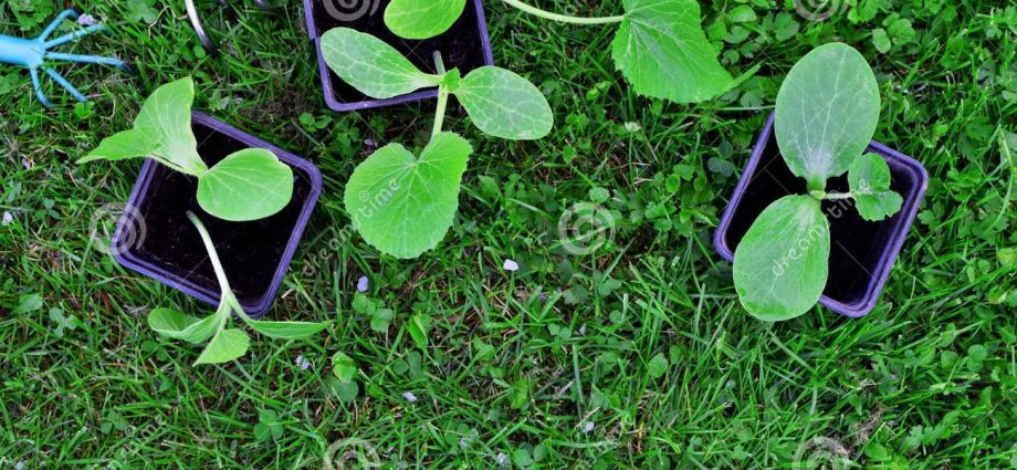 How to distinguish seedlings of zucchini from seedlings of pumpkin