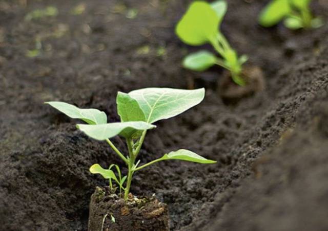 How to dive eggplant seedlings