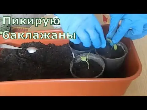 How to dive eggplant seedlings