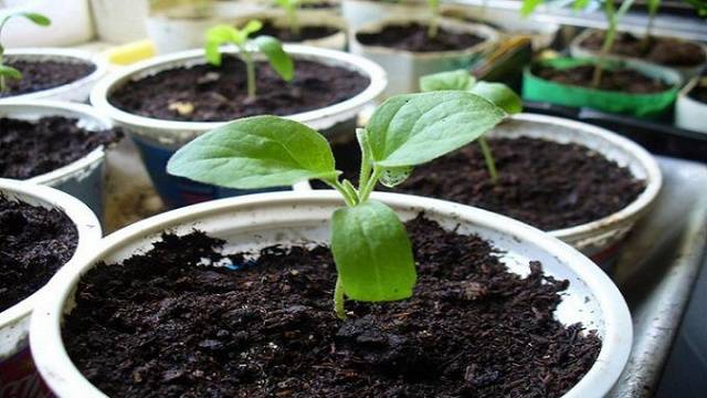 How to dive eggplant seedlings