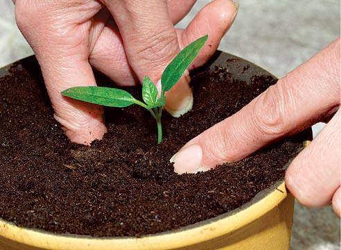 How to dive eggplant seedlings