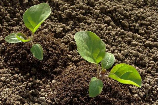 How to dive eggplant seedlings