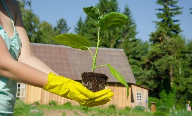 How to dive eggplant seedlings