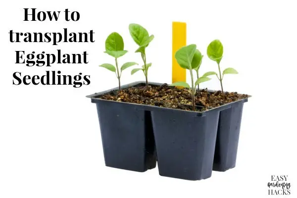 How to dive eggplant seedlings