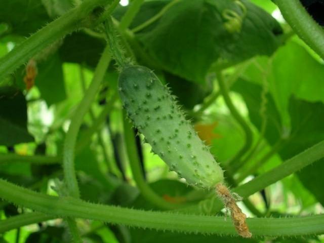 How to dive seedlings of cucumbers