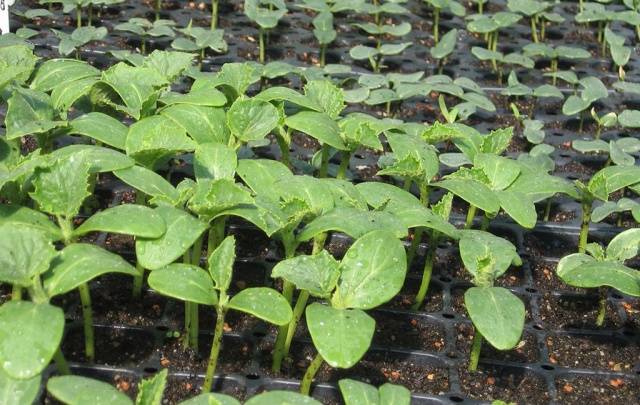 How to dive seedlings of cucumbers