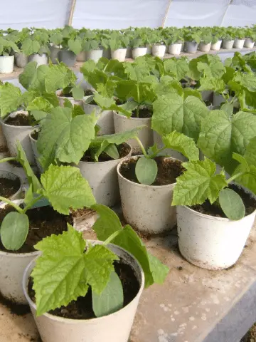 How to dive seedlings of cucumbers