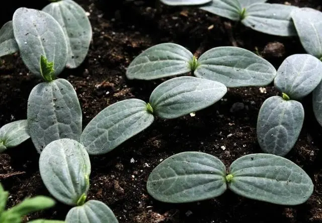 How to dive seedlings of cucumbers