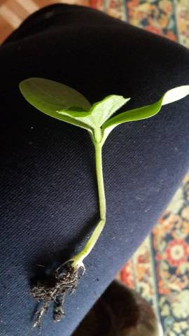 How to dive seedlings of cucumbers