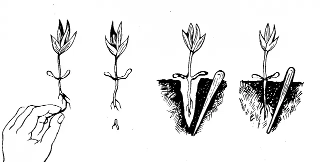 How to dive seedlings of cucumbers