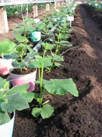 How to dive seedlings of cucumbers