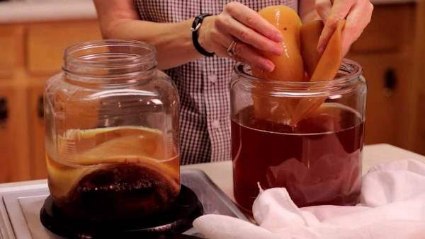 How to divide kombucha at home: video, photo