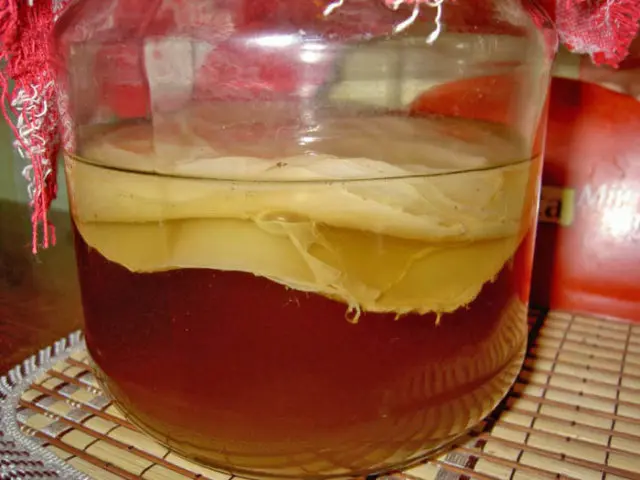 How to divide kombucha at home: video, photo