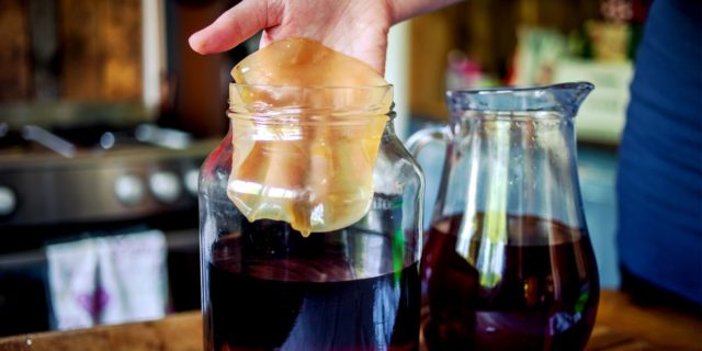 How to divide kombucha at home: video, photo