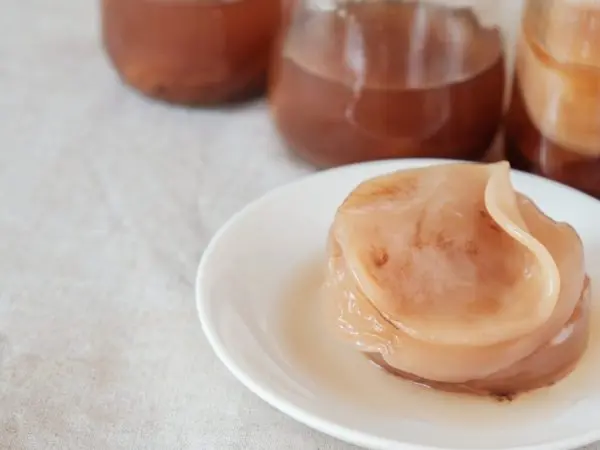 How to divide kombucha at home: video, photo