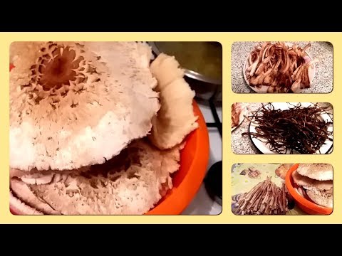 How to dry an umbrella mushroom: rules and terms of storage