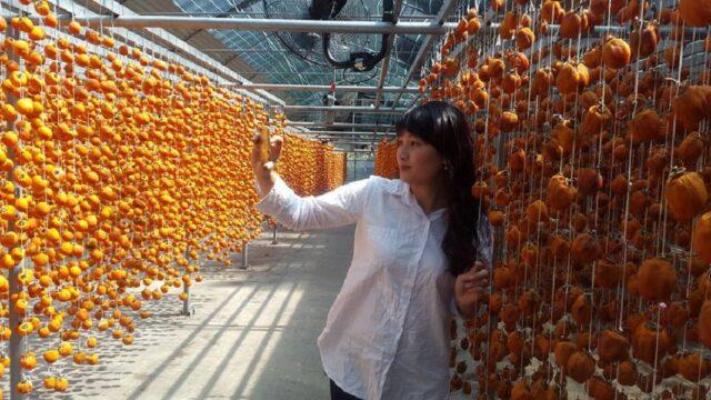 How to dry and dry persimmons at home