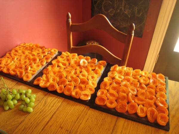 How to dry apricots for dried apricots