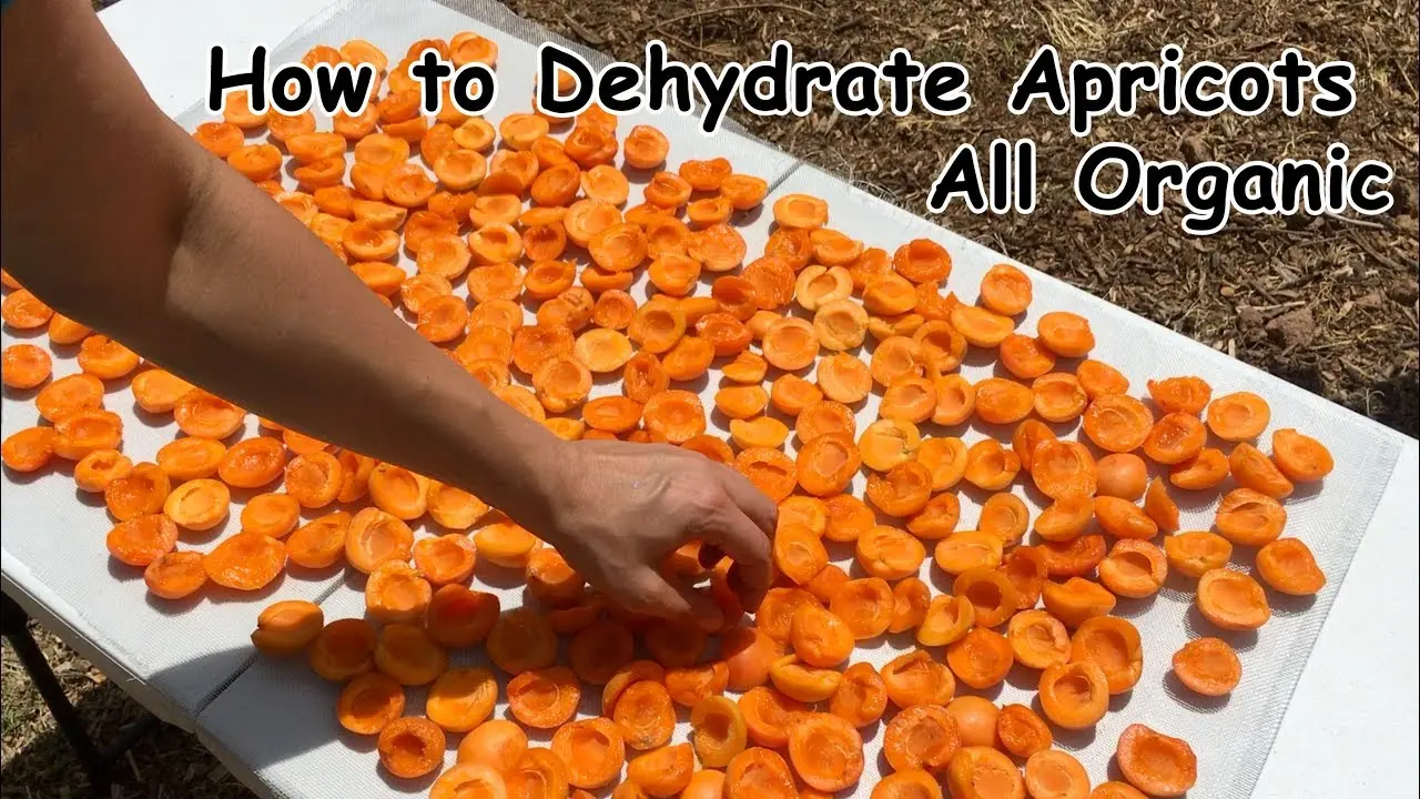 How to dry apricots for dried apricots